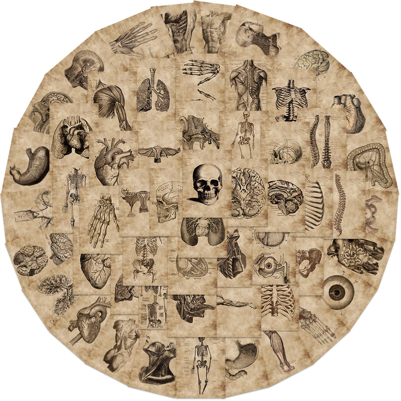 Autocollants d'anatomie humaine